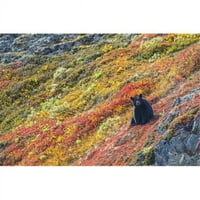 Posteranzi dpi crni medvjed sjedi na šarenoj jeseni Hillside Kenai Fjords Nacionalni park SouthCentral