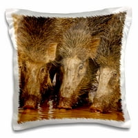 3drose divlje svinje na vodenici, Tadoba Andgeri Tiger Reserve, Tatr. - jastuk, by