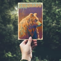 Kolorado, Grizzly Bear, Živi