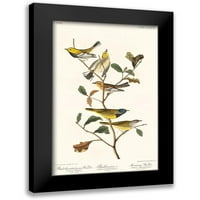 Audubon, John James Crni moderni uokvireni muzej umjetnički print pod nazivom - Crno-grli zeleni žitari, blackburnian i oplakivanje warbleraâ