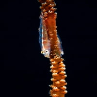 Bryaninops Yongei na žičanom koraljnom posteru Ispis vwpics Stocktrek Images