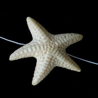 Splash Starfish isklesana Waterbaffalo kosti gumb 009700g