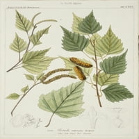 Betula Odorata, breza Poster Print Mary Evans Prirodnjački muzej