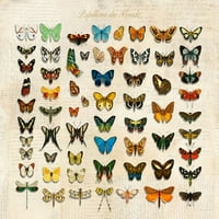 Papillons du Monde- Nakon Dorbignyja Poster Print Stef Lamanche # 3SL5360