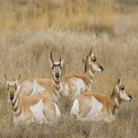 Pronghorn Antelope Buck prosipanje rog sekvenca print Ken Archer
