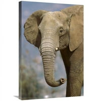 u. Afrički slon portret, rodni u Afrički umjetnički print - San Diego Zoo