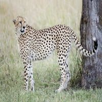 Kenija, Masai Mala mužjak gepard pauses by Tree Arthur Morris