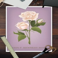 John F. Kennedy Rose, hibridni čaj ruža, vintage flora